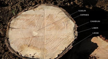 Les 4 caractéristiques fondamentales qui différencient le bois massif